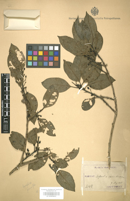 LE 01005801