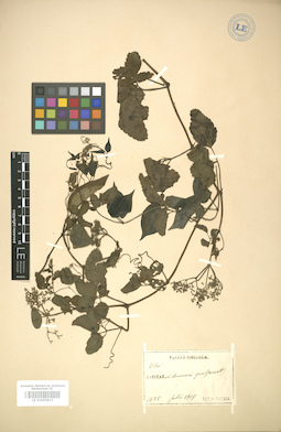 LE 01005813