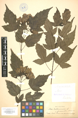 LE 01005815