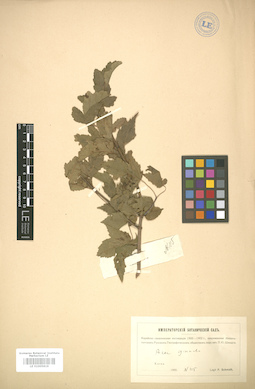 LE 01005819