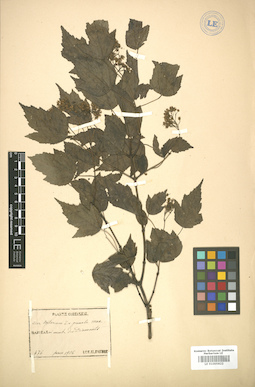 LE 01005822