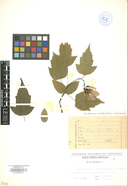 LE 01005825