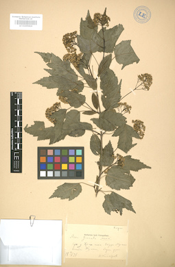 LE 01005826