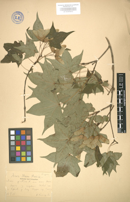 LE 01005831