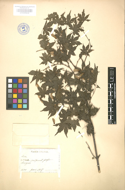 LE 01005838