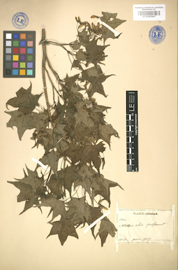 LE 01005847