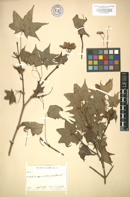 LE 01005848