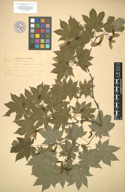 LE 01005852