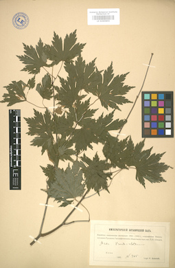 LE 01005855