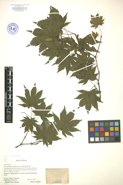 LE 01005865