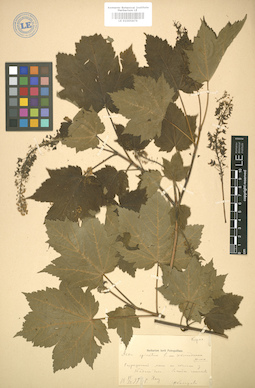 LE 01005876