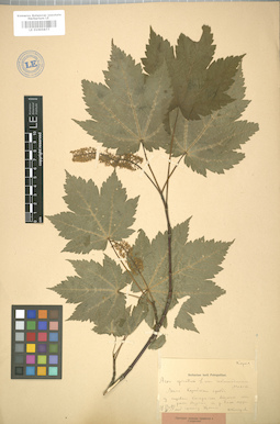 LE 01005877