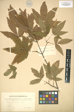 LE 01005884