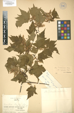 LE 01005888