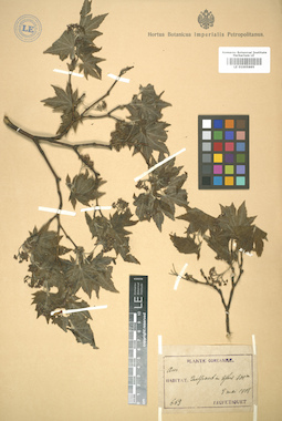 LE 01005895