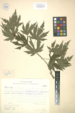 LE 01005896