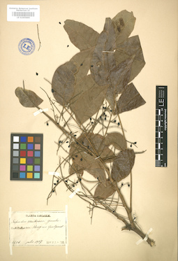 LE 01005899