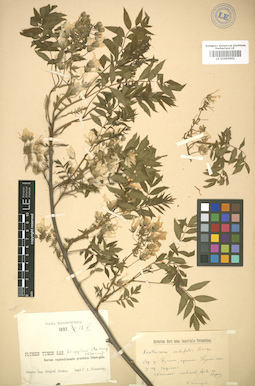 LE 01005901