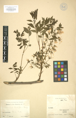 LE 01005903
