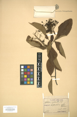 LE 01005905