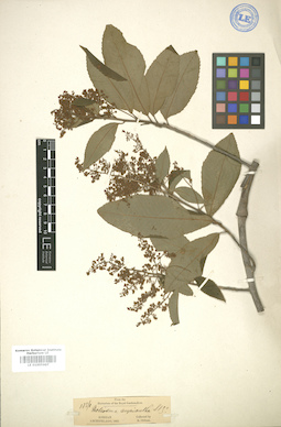 LE 01005907