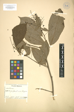 LE 01005909
