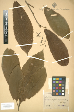 LE 01005910