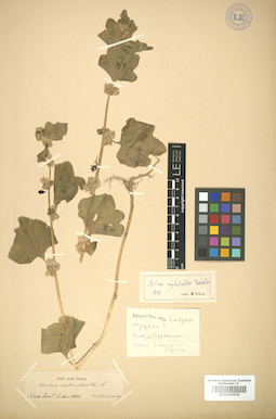 LE 01005924