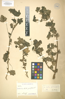 LE 01005925