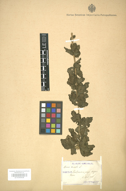 LE 01005928