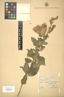 LE 01005929