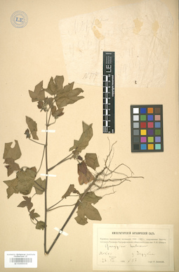 LE 01005938