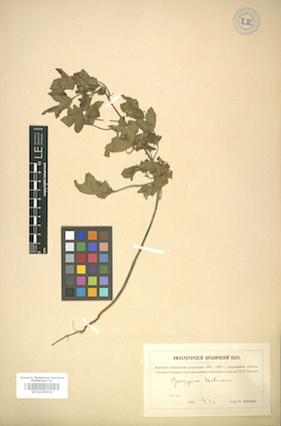 LE 01005939
