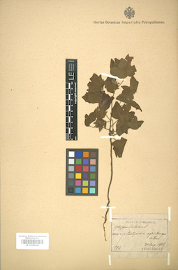 LE 01005940