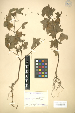 LE 01005941