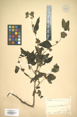 LE 01005942