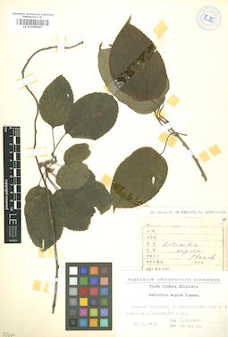 LE 01005943
