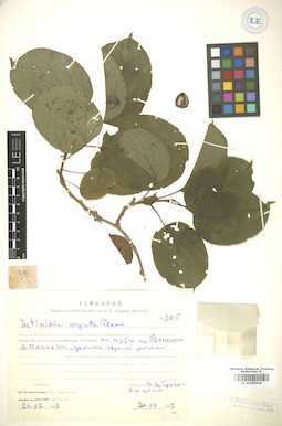 LE 01005944