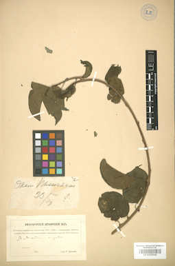 LE 01005946