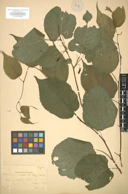 LE 01005948