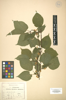 LE 01005951