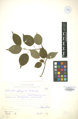 LE 01005952
