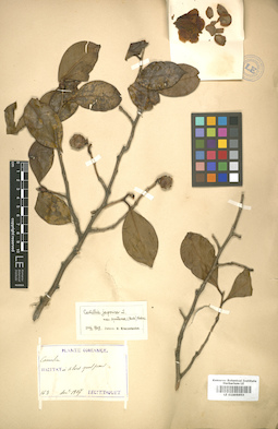 LE 01005953