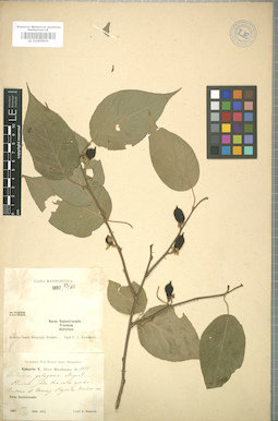 LE 01005954