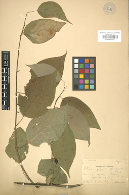 LE 01005955
