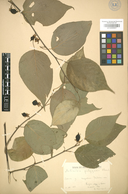 LE 01005957