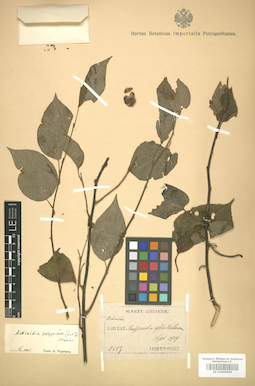 LE 01005959