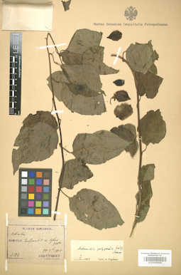 LE 01005960