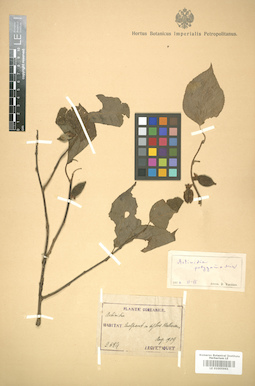 LE 01005961