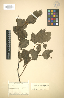 LE 01005963
